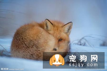小鹿犬为什么要断尾_小鹿犬多少钱一只|智商