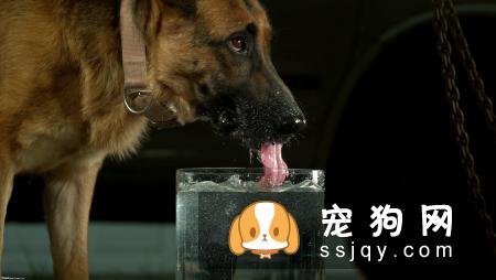 狗怎么养才聪明健康