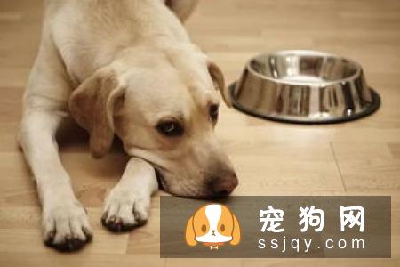 狗狗护食行为太可怕，几招轻松改掉！