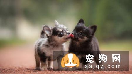这九句话也许让你对宠物美容有更深刻的理解