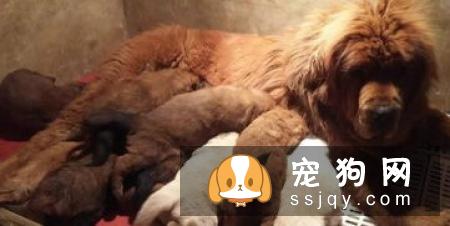 幼年藏獒的日常护理,仔犬出生时已经开始,如初生仔犬的擦拭,固定乳头,保温防冻