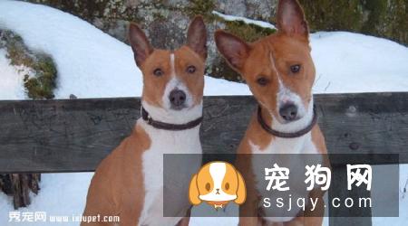 巴仙吉犬智商高不高,掉毛怎么样_价格贵吗？