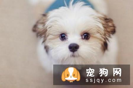 立耳品种的狗狗 不立耳需要做手术吗？