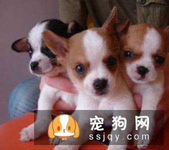 挑选吉娃娃必须掌握的技巧有哪些?-家居装修问答
