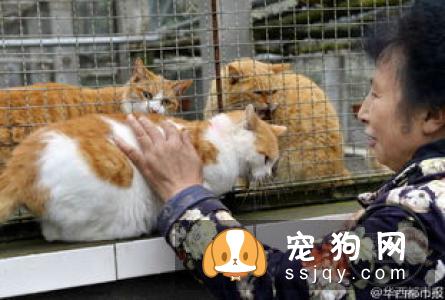 狗狗椎间盘异常怎么办