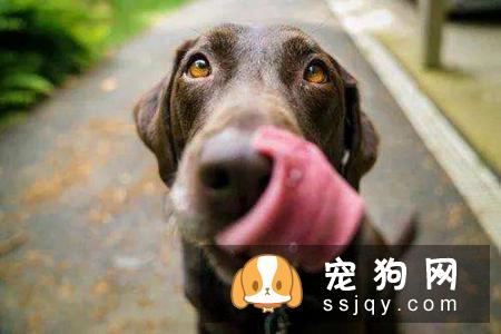 狗狗肠道消化功能出现问题,狗狗有种“备受瞩目的感觉”