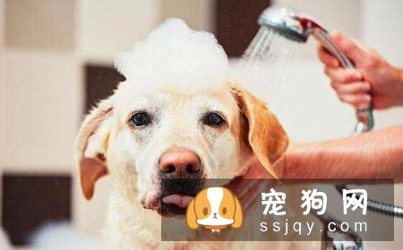 如何给狗洗澡，狗狗洗澡工具及注意事项