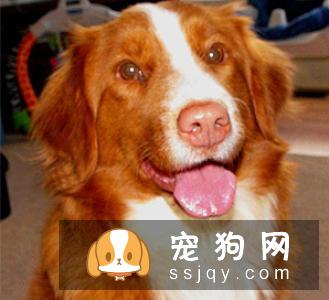新斯科舍诱鸭寻回犬的性格特征及饲养方式|图片