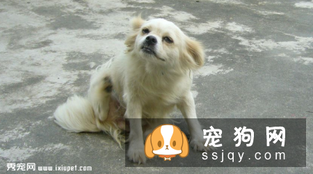 狗狗身上有跳蚤怎么办_狗狗有跳蚤的表现_怎么来的?