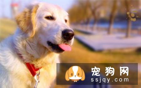 狗狗耳道需定期清洁并保持干燥，应该如何给狗狗清洁耳道？