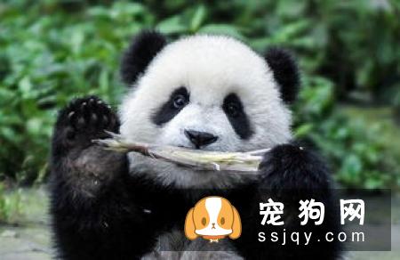 荷兰研究证实给宠物喂食生肉会对宠物造成威胁