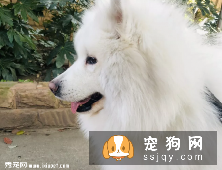 患上分离焦虑症的狗狗有什么特征，应该怎么办