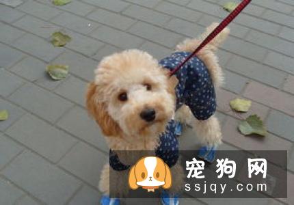 狗狗吃食狼吞虎咽不咀嚼，当心酿成大祸