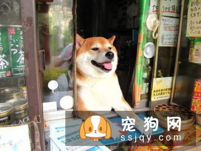 金毛会不会抓老鼠 如何训练金毛抓老鼠
