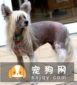 长毛狗狗的毛发应该如何护理