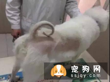 夏季把宠物的毛发剃光，真的有必要吗?