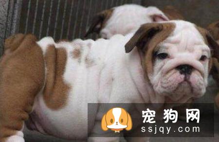 法国斗牛犬可以顺产吗？法斗应该顺产还是剖腹产？
