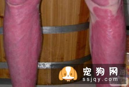 阿拉斯加皮肤病怎么治疗和预防？