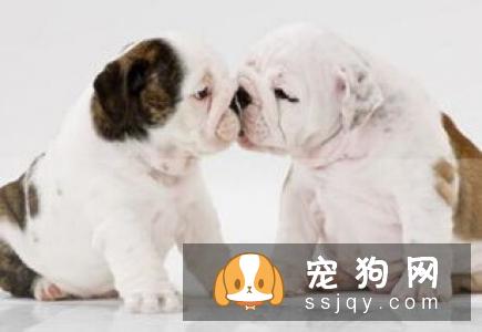 狗狗吃肝脏的好处促进狗狗的食欲肝脏味道大多数是“微甜”