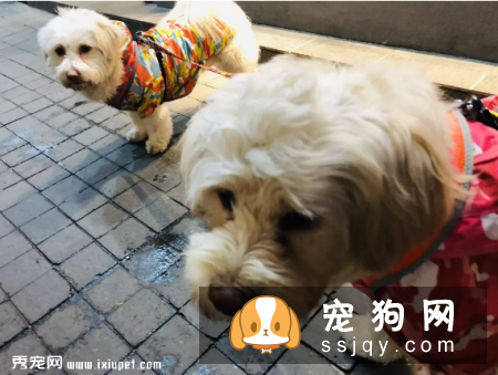 狗狗养多久才会认主，看看这些表现就知道了