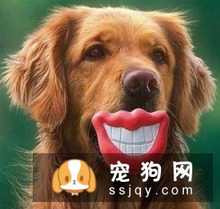 如何给狗狗刷牙