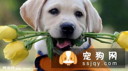 拉布拉多犬训练方法_价格|性格特点|图片