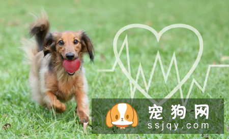 狗狗关节炎怎么治疗? 狗狗关节炎的救星来了!