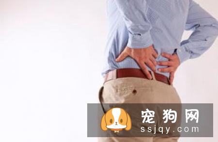 狗狗进入老年期后，腰部疾病需要预防