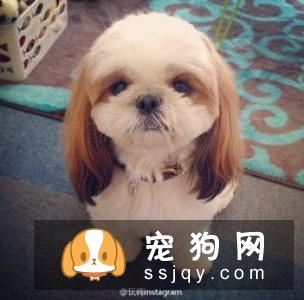 巴辛吉犬好养吗|性格特征_怎么饲养？