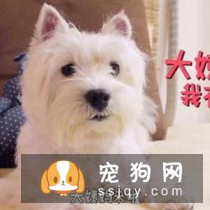 夏季如何给狗狗驱蚊? 让狗狗安然度过夏天!