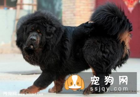 养藏獒的问题,藏獒在认准目标的以后,只有两种结果