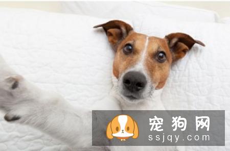 狗狗身体不适时和人一样,吃药会好的更快,贪吃的狗狗