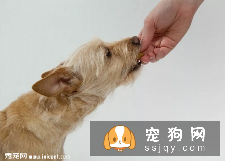呵护狗狗肠胃健康，你需要注意哪几件事？