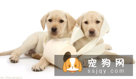 狗狗如厕“大试炼”!主人通关秘籍在此
