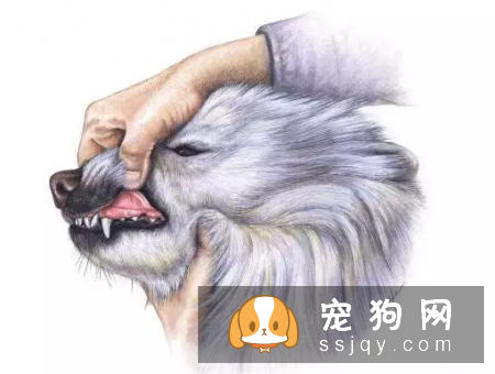 消灭不健康异味—宠物牙周病