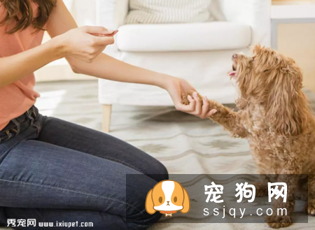 学会这些招数，让狗狗训练有素!