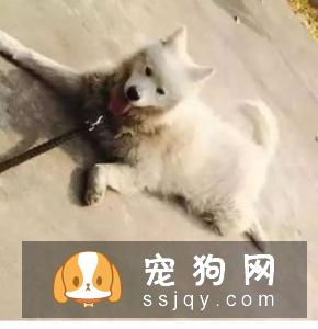 如何纠正狗狗拆家搞破坏