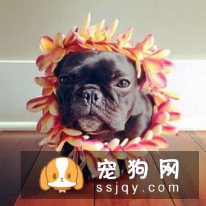 狗狗能喝牛奶吗 狗狗喝牛奶好不好?