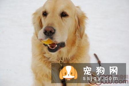 判断狗狗是否怀孕的几种方法