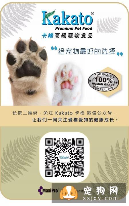 狗狗绝育是件大事，以下几点要注意