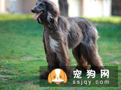 狗狗易患的眼部疾病有哪些