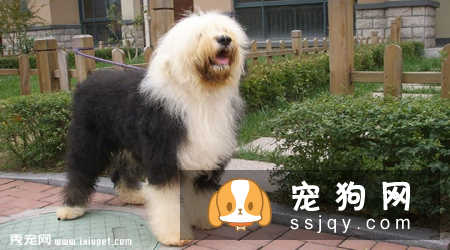 古牧犬价格贵吗,好不好养|图片