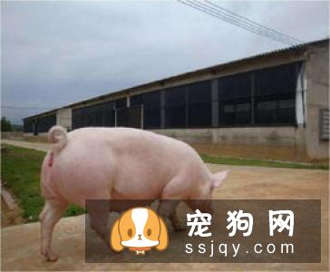 拳师犬多少钱,好养吗_常见疾病|图片