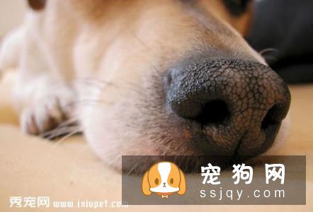 狗狗鼻子干怎么办情况