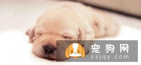 狗狗脑震荡的症状，如何治疗及预防！