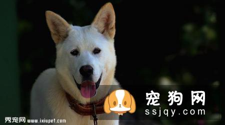 韩国金刀犬智商高吗,怎么养|图片|价格