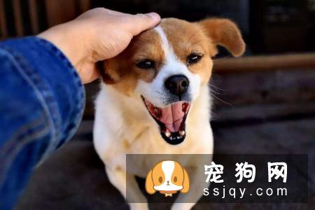 狗狗在第一次发情前进行绝育手术