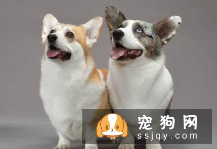 哪些东西是万不可给狗狗吃的