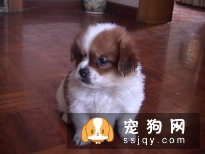 拉布拉多犬训练方法_价格|性格特点|图片