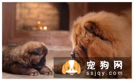 狗狗为什么流口水?狗狗流口水的原因是这些